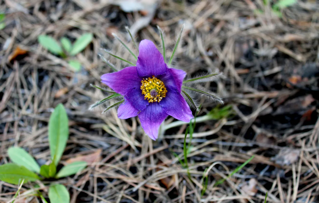 Photo wallpaper spring, buttercups, yellow pistil