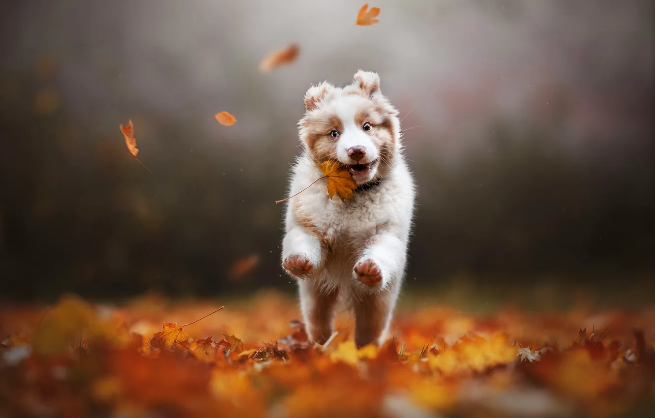 Photo wallpaper autumn, leaves, dog, puppy, maple leaf, bokeh, Australian shepherd, Aussie