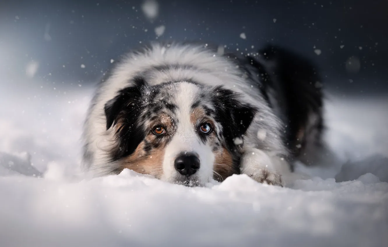 Wallpaper Face, Snow, Dog, Australian Shepherd, Aussie For Mobile And 