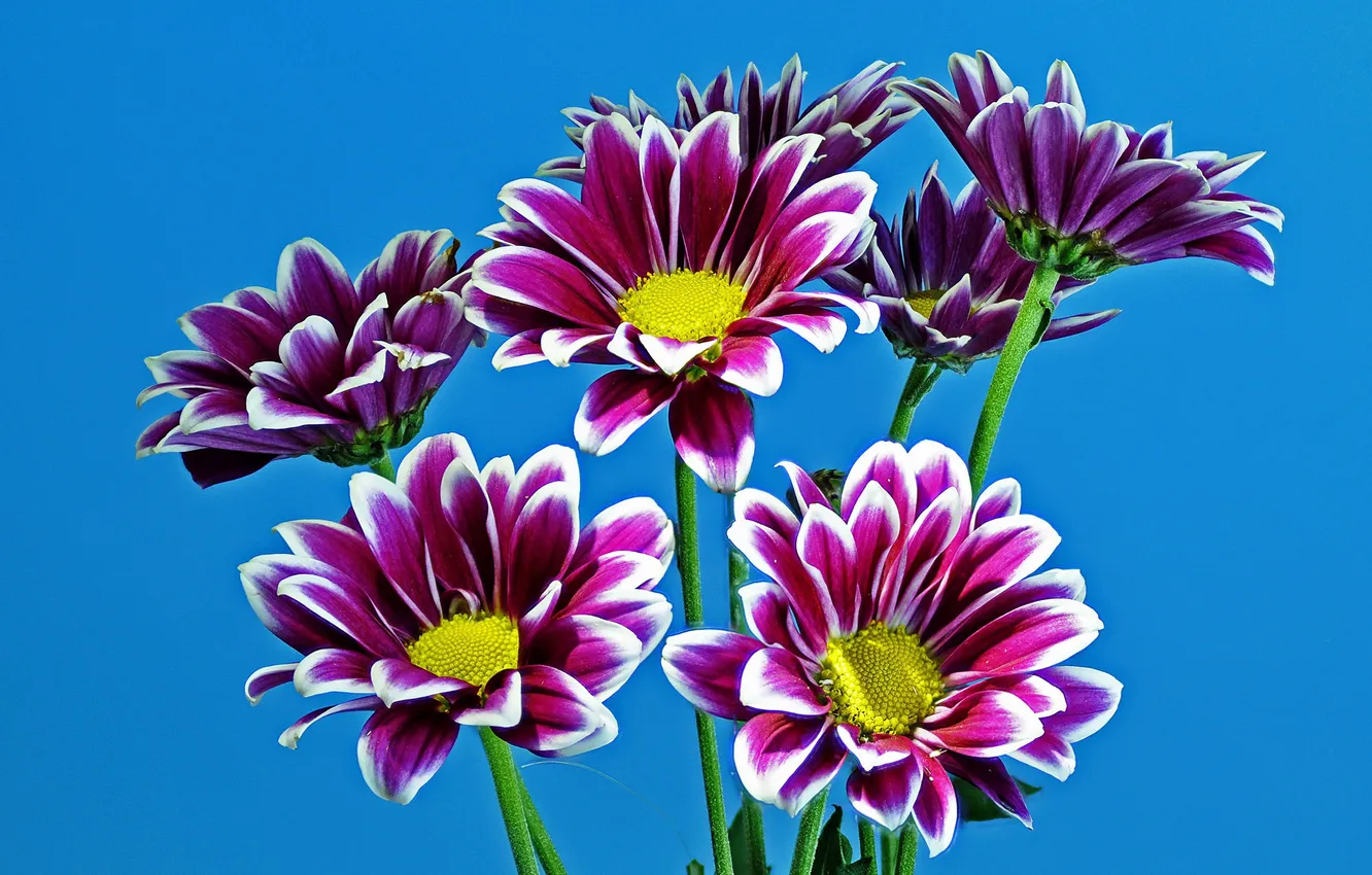 Photo wallpaper purple, chrysanthemum, blue background