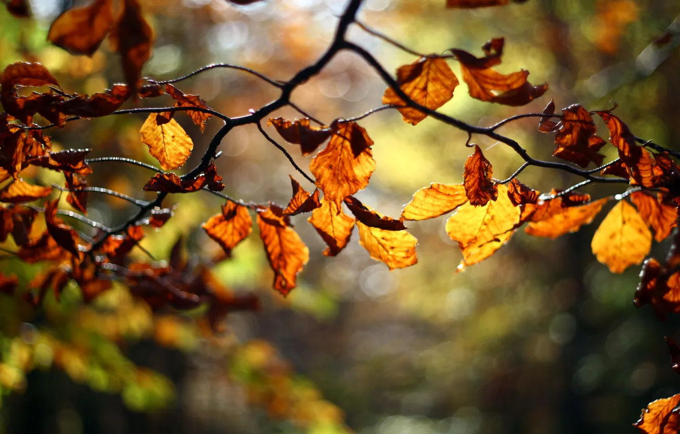 Photo wallpaper autumn, leaves, tree, branch, blur, red, orange
