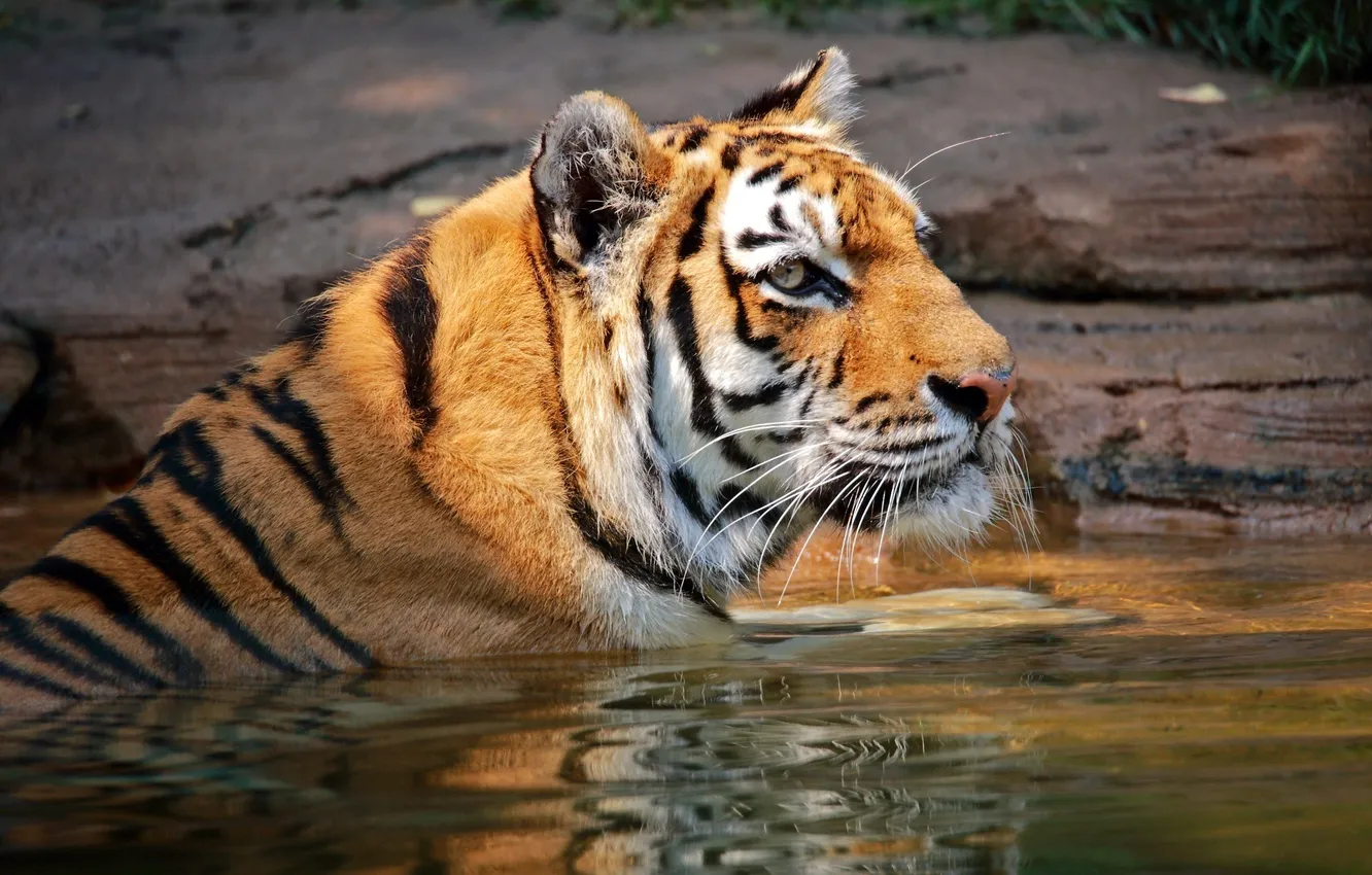 Photo wallpaper face, tiger, predator, bathing, wild cat, pond