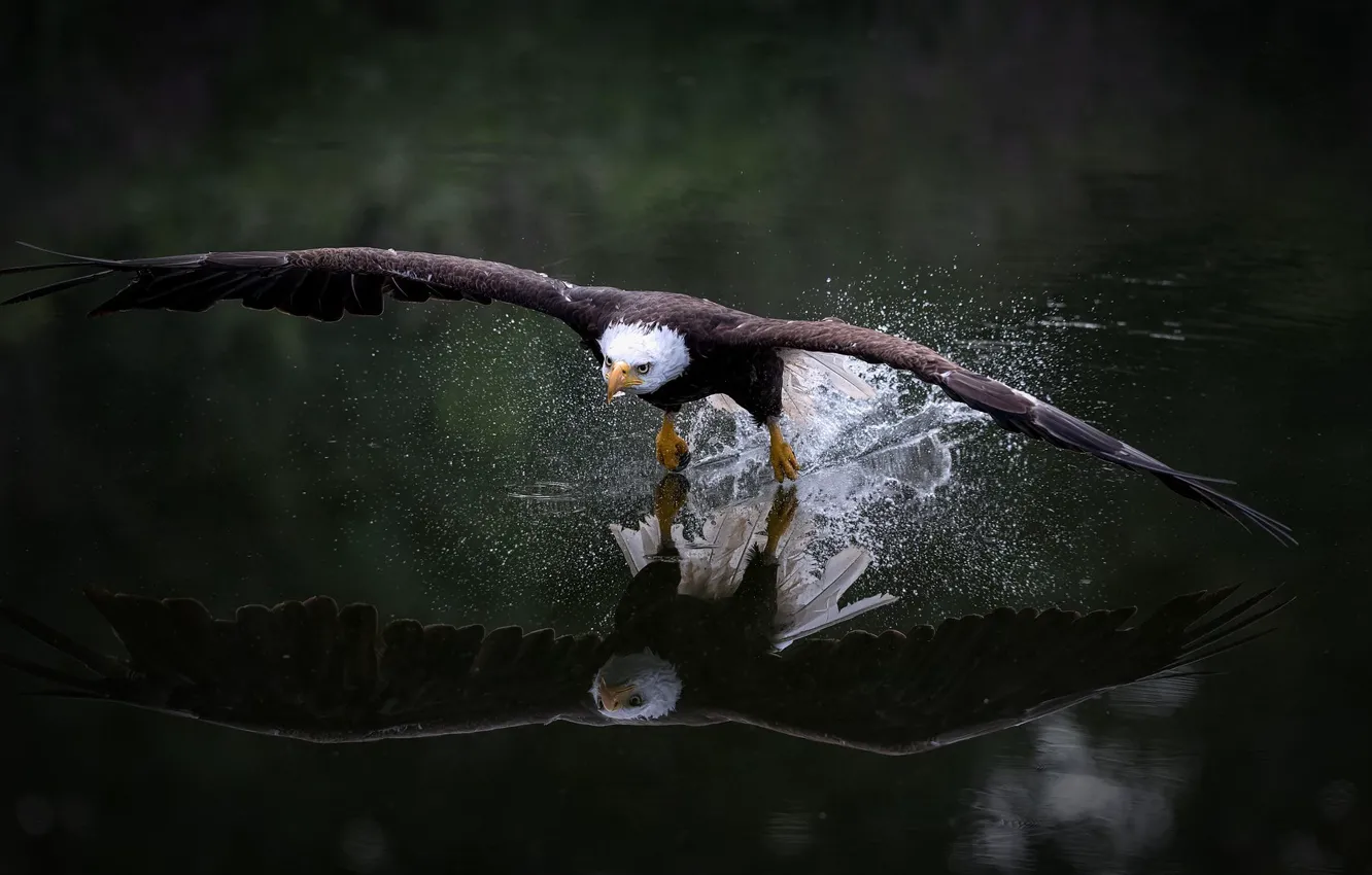 Photo wallpaper look, water, flight, squirt, nature, reflection, the dark background, bird