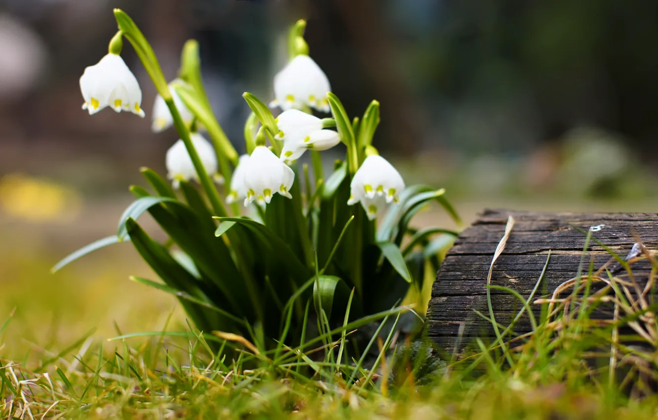 Photo wallpaper grass, macro, trees, flowers, stump, spring, stump, snowdrops