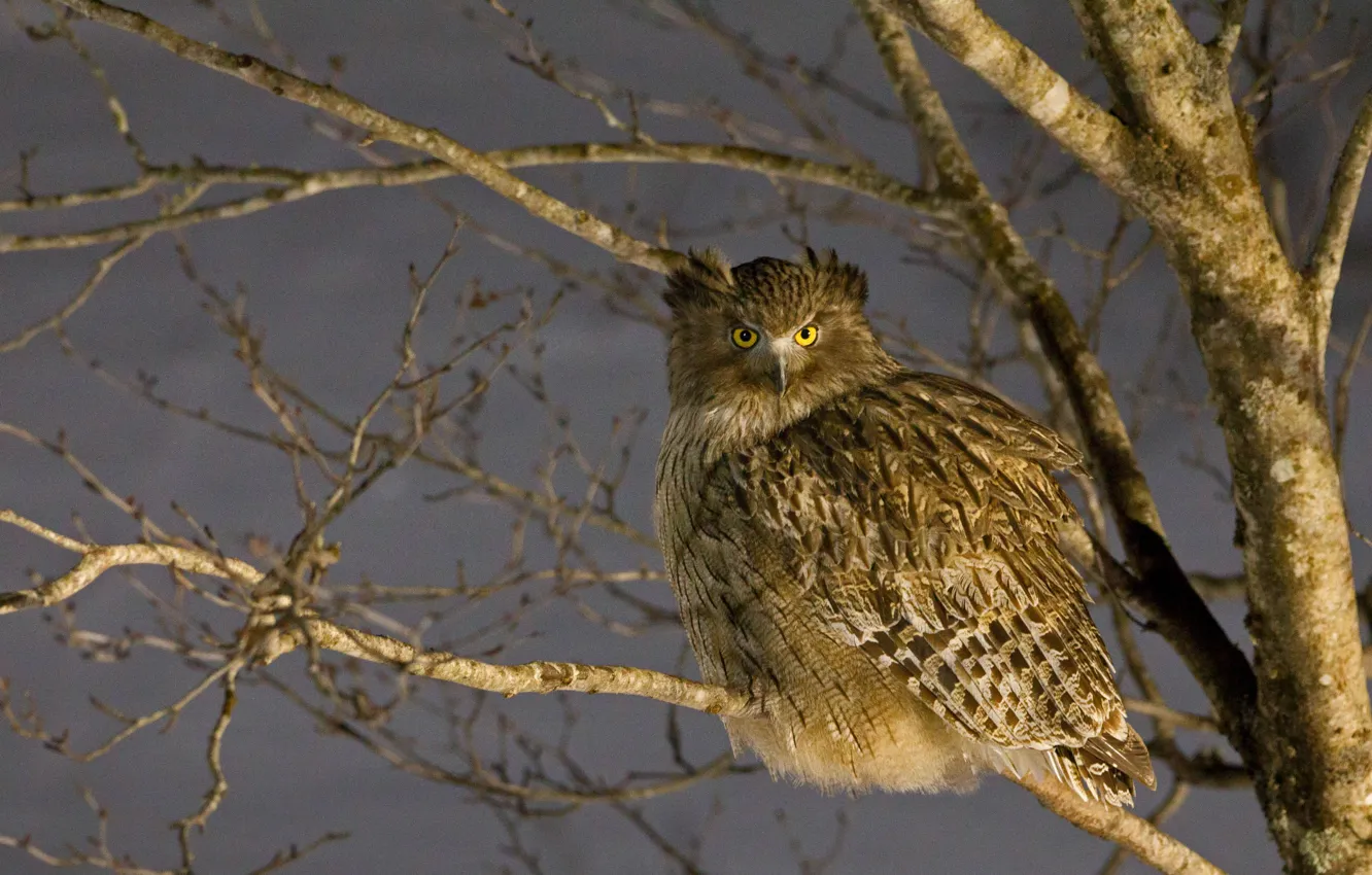 Photo wallpaper bird, Japan, fish owl