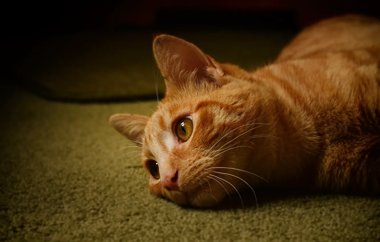 Photo wallpaper cat, cat, look, the dark background, red, lies