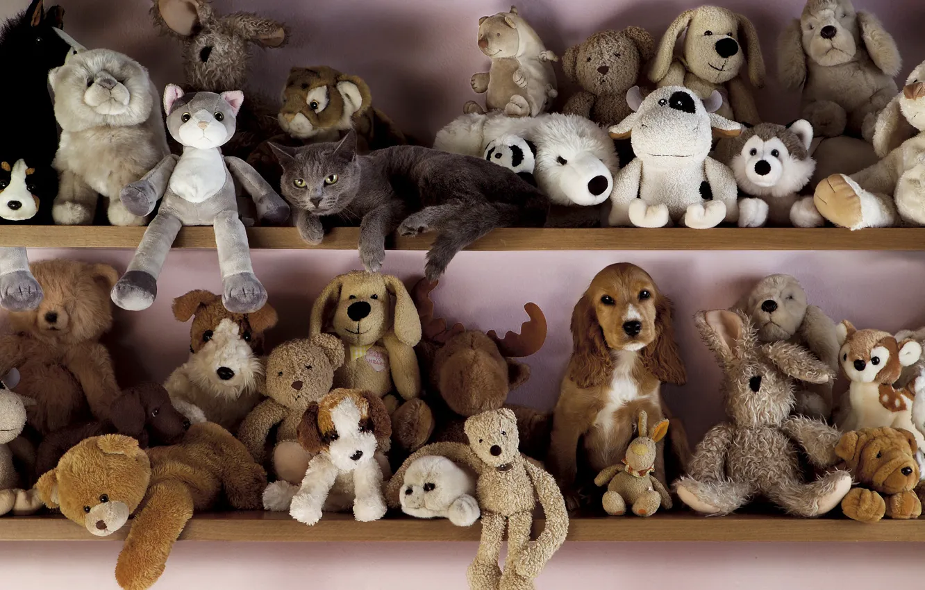 Photo wallpaper cat, toy, dog