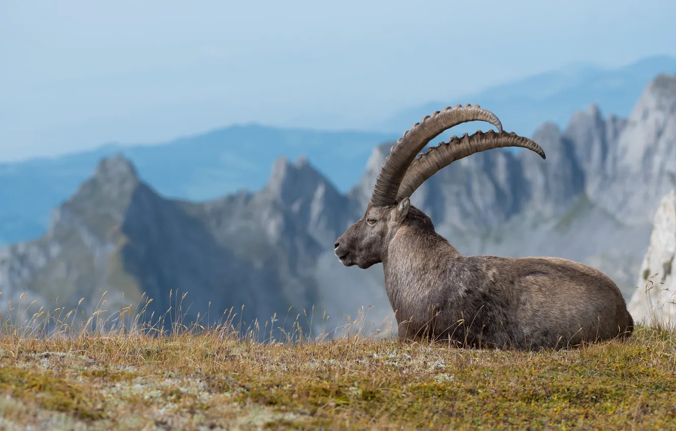 Photo wallpaper grass, look, mountains, rocks, height, portrait, lies, horns