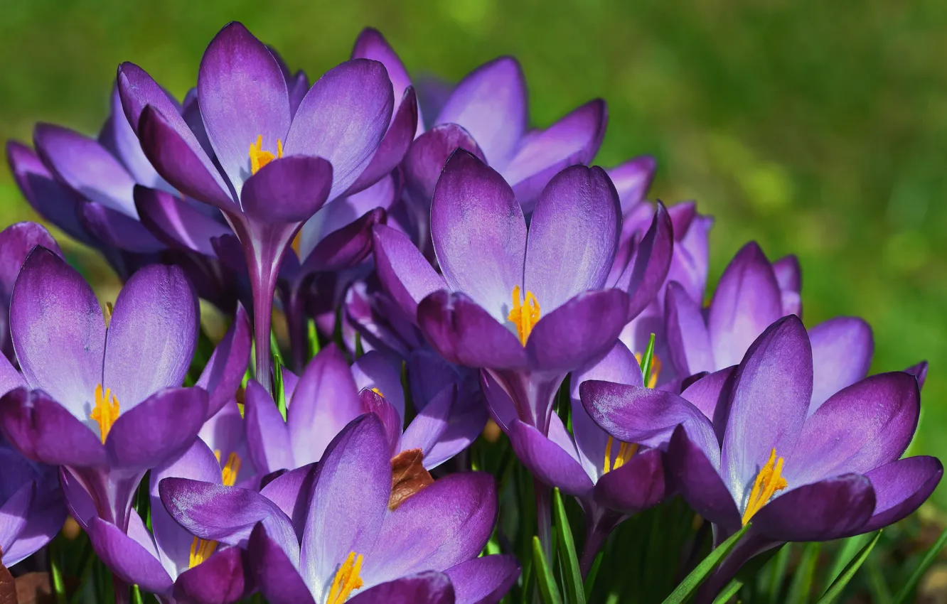 Photo wallpaper macro, petals, crocuses, saffron