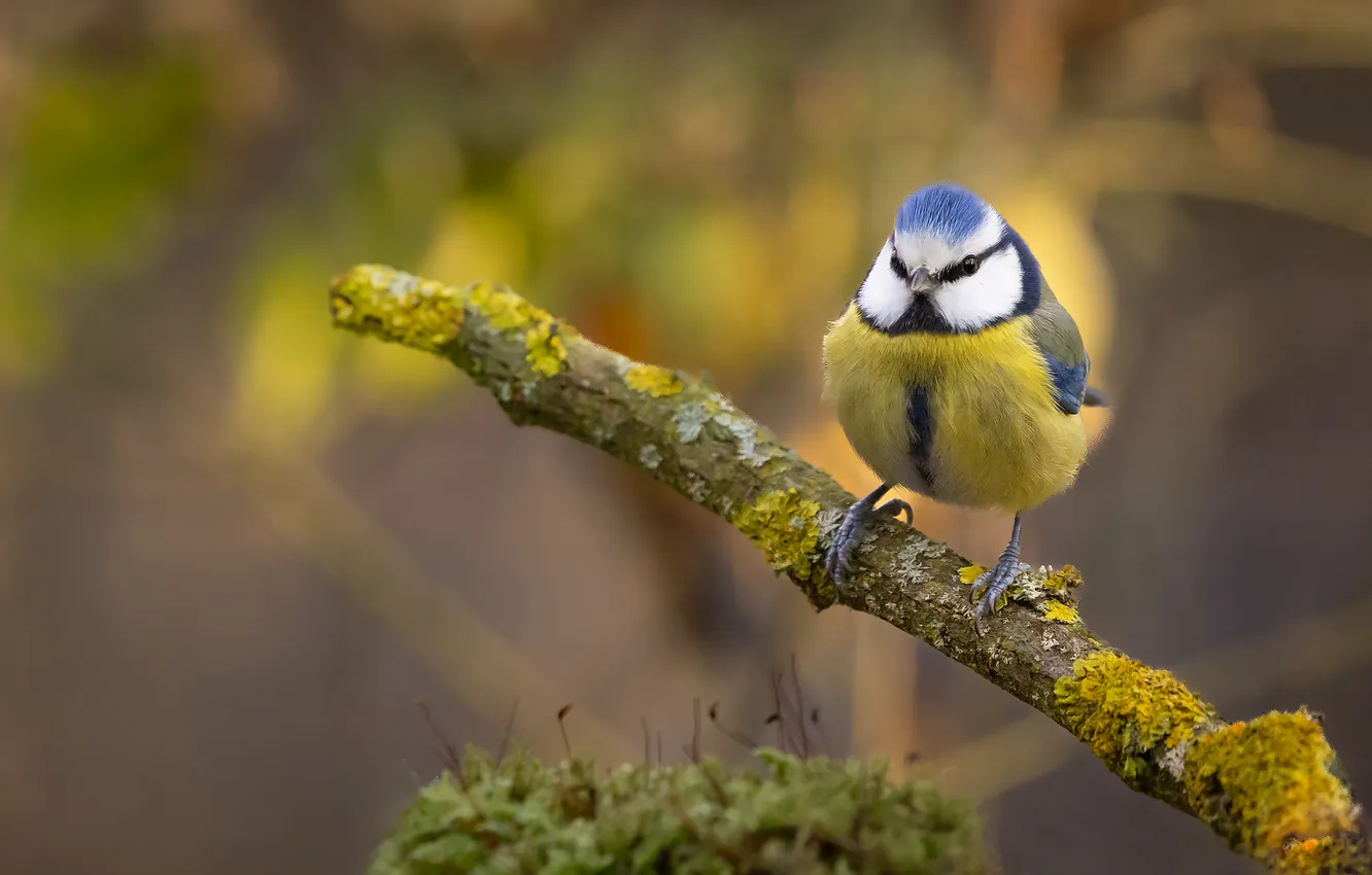 Photo wallpaper branches, bird, tit, blue tit