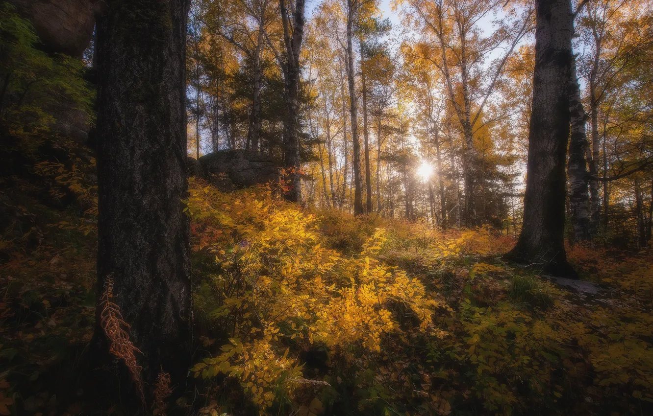 Photo wallpaper autumn, forest, the sun, light, trees, foliage, trunk, Golden autumn