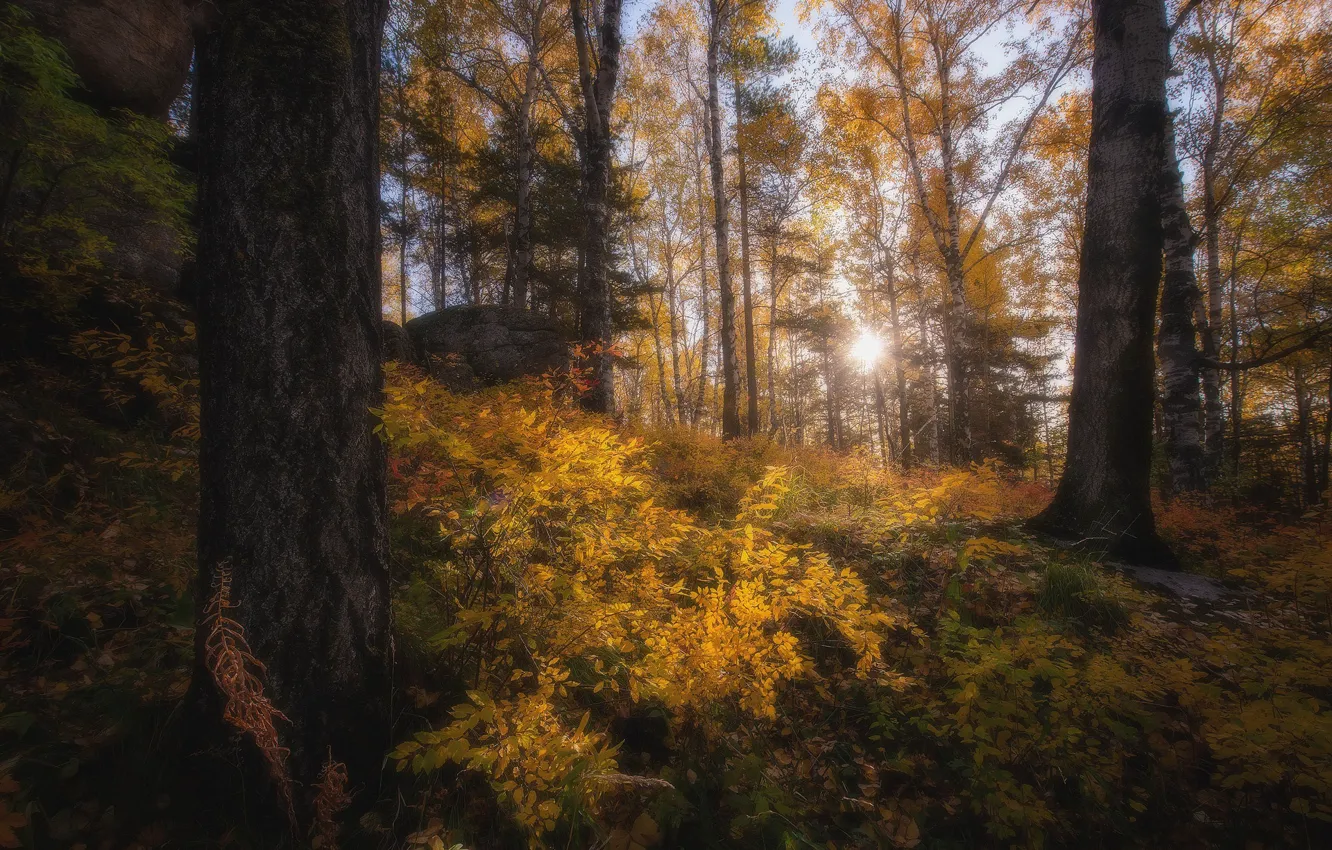 Photo wallpaper autumn, forest, the sun, light, trees, trunks, foliage, Golden autumn