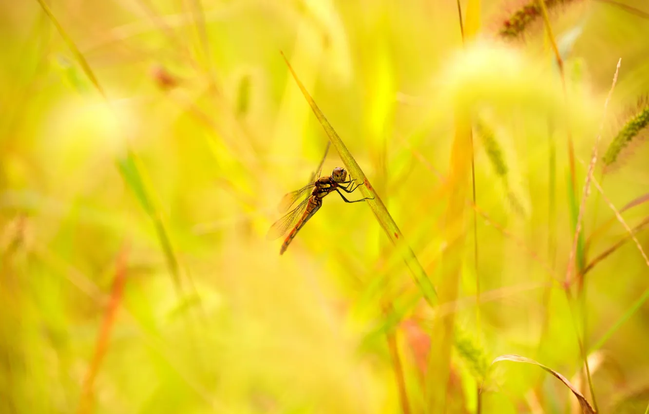 Photo wallpaper summer, grass, leaves, dragonfly, spikelets