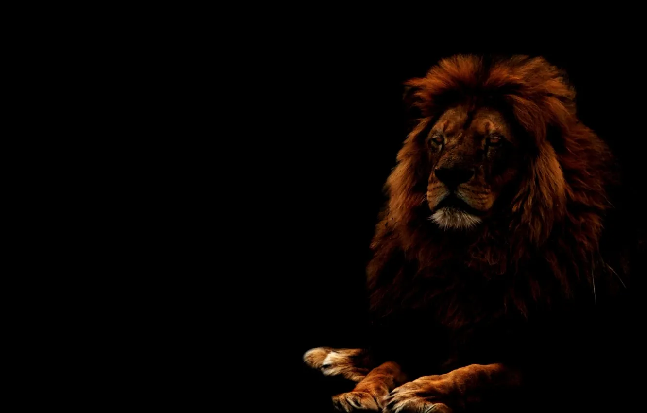 Photo wallpaper cat, look, face, predator, Leo, mane, lion