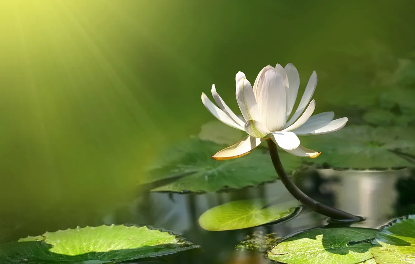 Photo wallpaper flower, water, pond, Lotus, Lily, flower, water, lotus