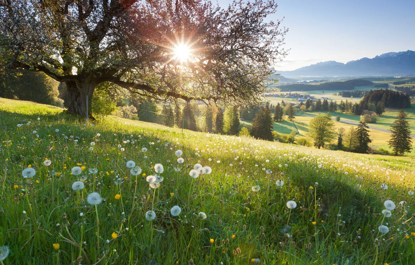 Photo wallpaper field, trees, dandelion, slope, meadow