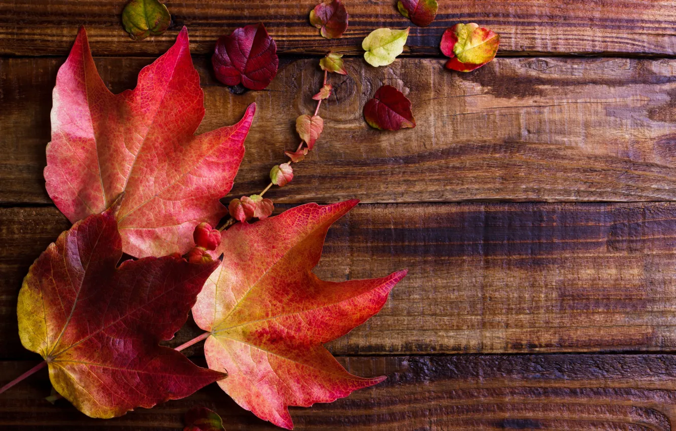 Photo wallpaper autumn, leaves, background, Board, colorful, maple, wood, background