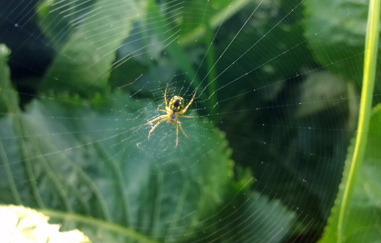 Photo wallpaper greens, summer, web, Spider, hunter