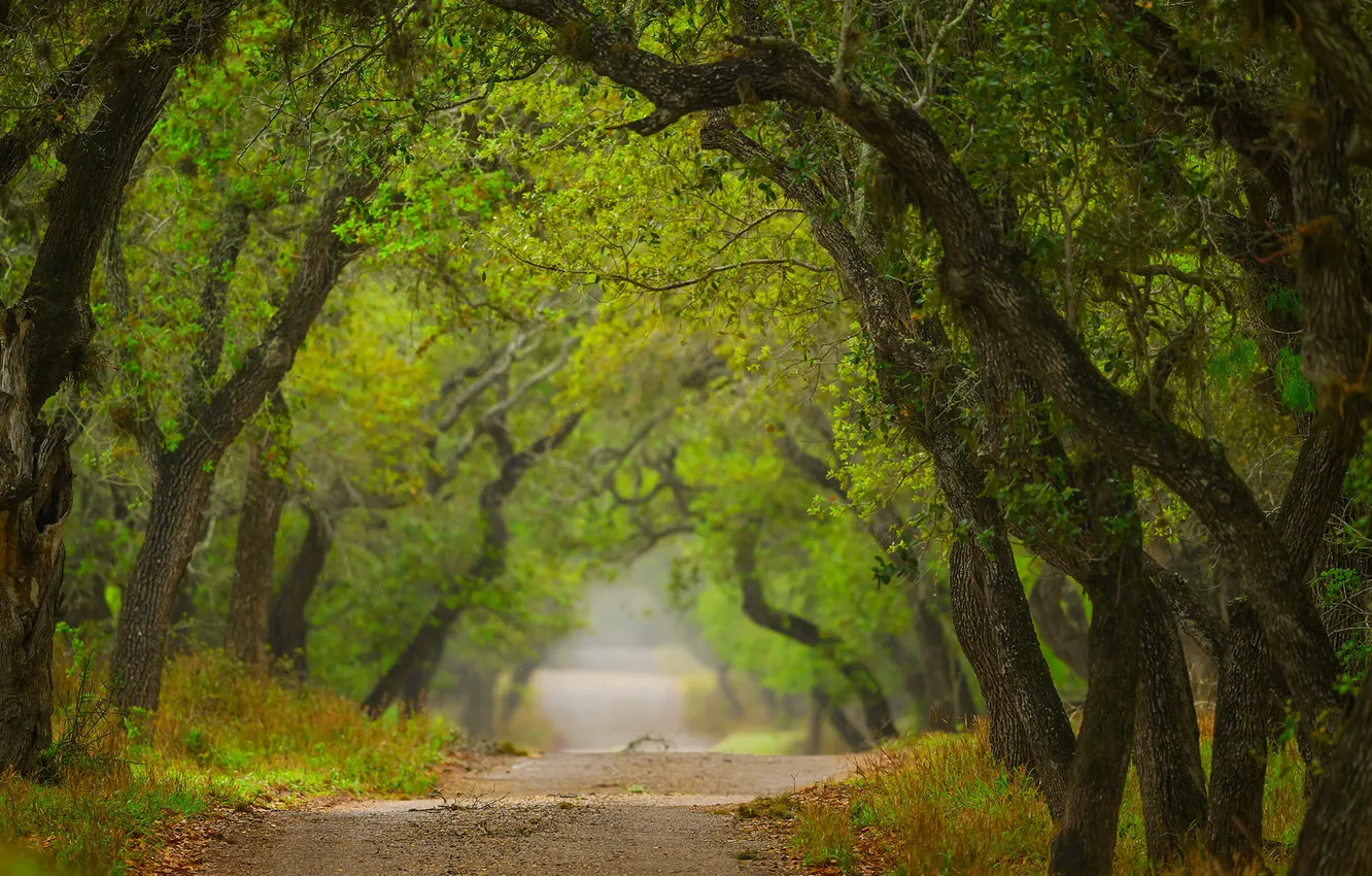 Photo wallpaper road, trees, nature