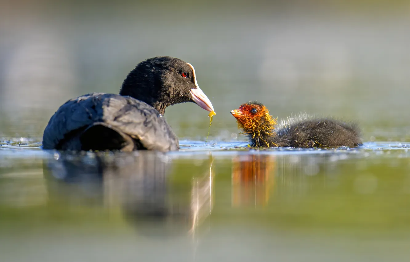 Photo wallpaper birds, chick, bokeh, A coot feeds a baby bird, Puponin Sergey, Breakfast on the water, …
