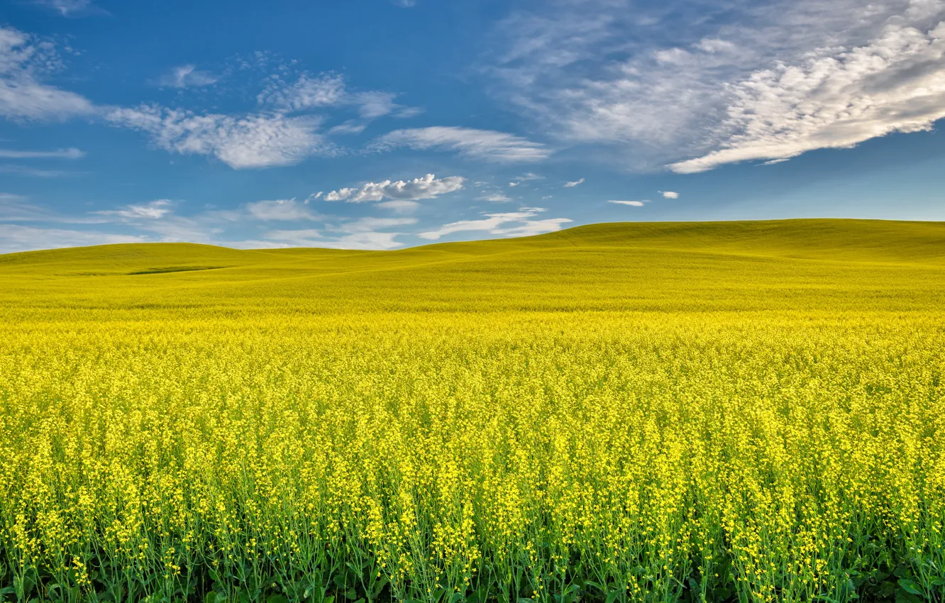 Photo wallpaper the sky, clouds, flowers, yellow, blue, blue, hills, meadow