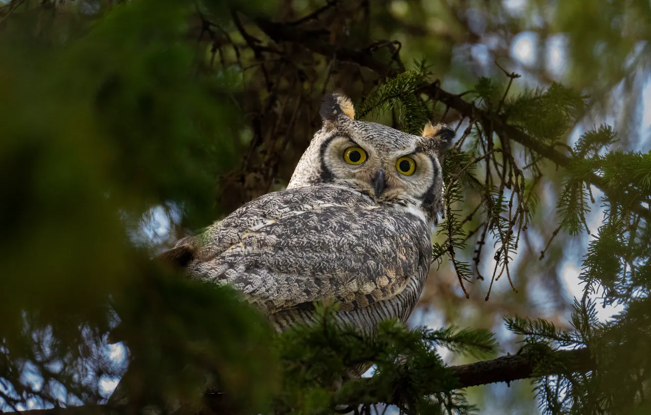 Photo wallpaper forest, look, trees, branches, pose, owl, bird, needles