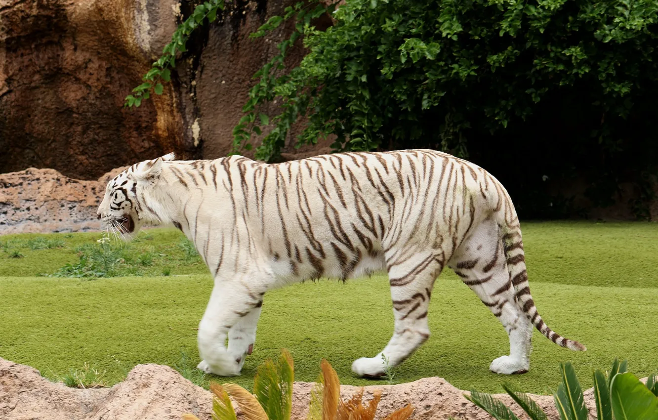 Photo wallpaper tiger, white tiger, steps
