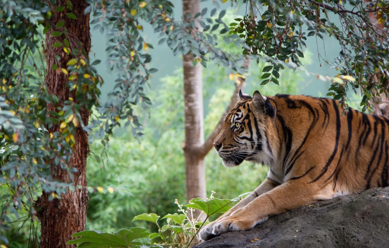 Photo wallpaper leaves, nature, tiger, lies, profile