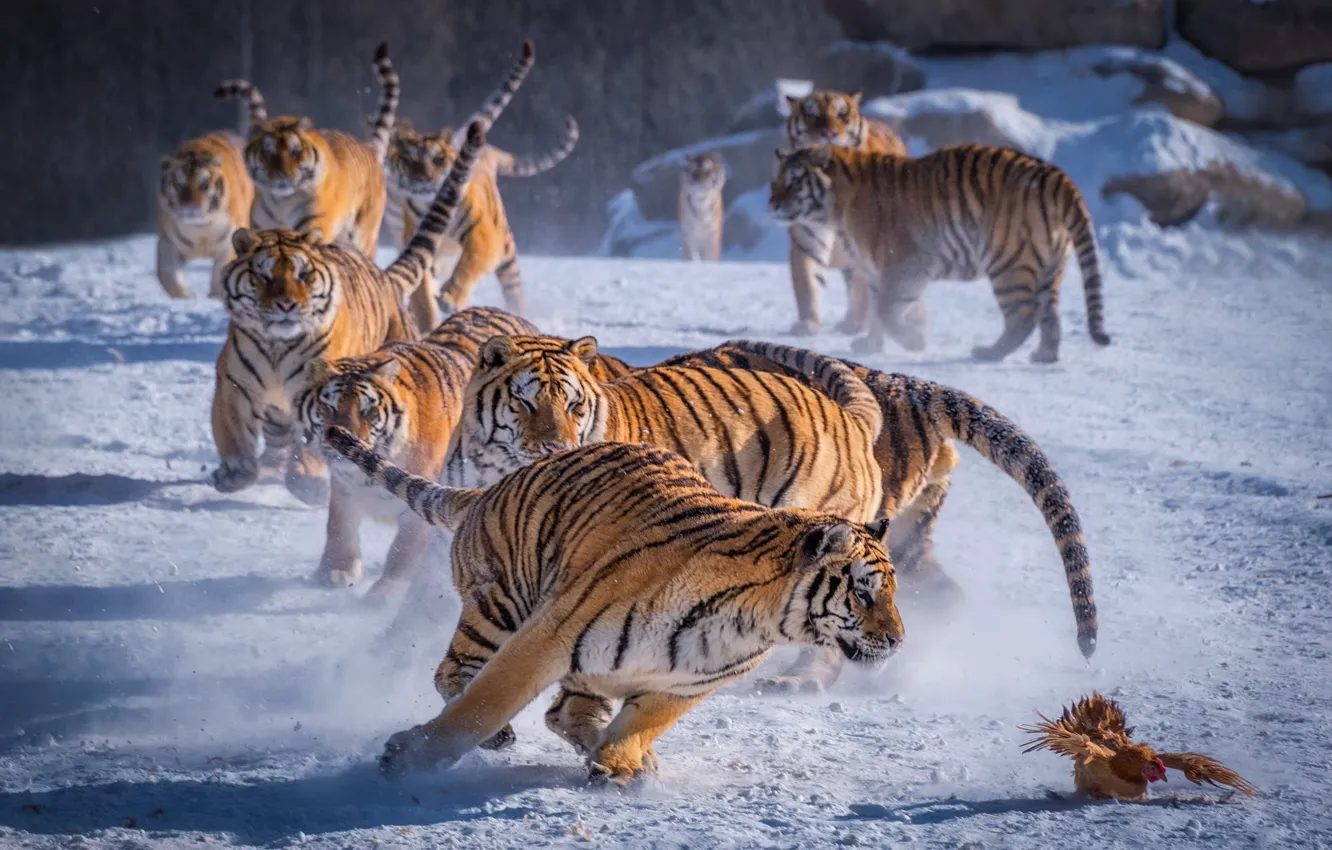 Photo wallpaper winter, snow, nature, tiger, pose, stones, bird, shadow