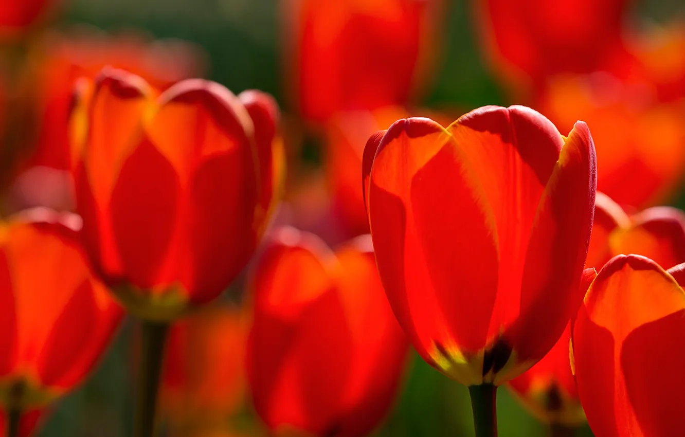 Photo wallpaper macro, tulips, red, buds, bokeh