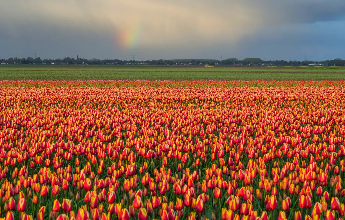 Photo wallpaper field, the sky, flowers, orange, clouds, rainbow, spring, after the rain