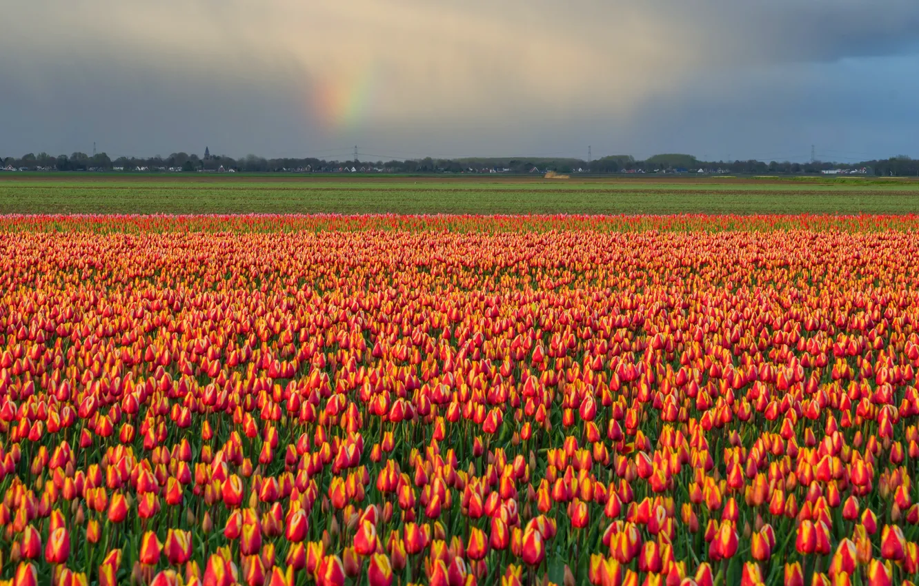 Photo wallpaper field, the sky, flowers, clouds, rainbow, spring, after the rain, tulips