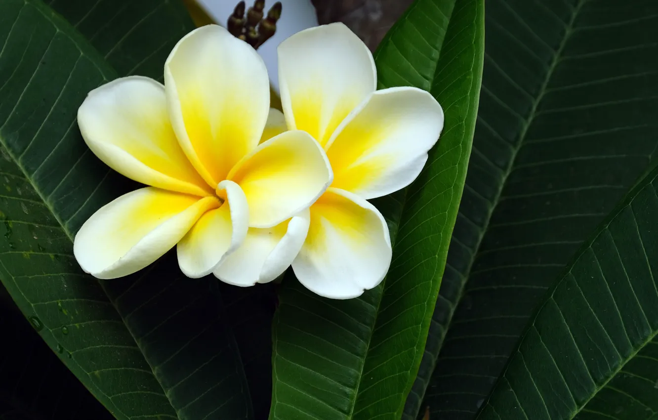 Photo wallpaper leaves, flowers, yellow, white, Duo, plumeria, frangipani