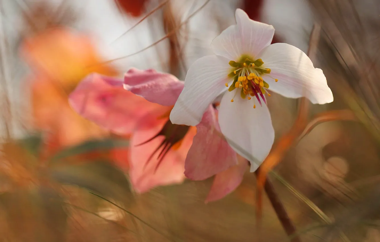 Photo wallpaper white, grass, light, flowers, background, petals, pink, bokeh
