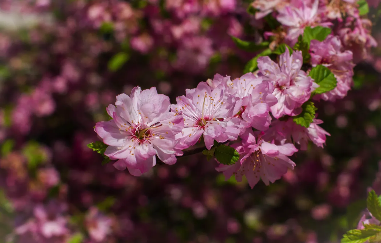 Photo wallpaper flowers, branch, spring, pink, flowering, almonds, bokeh
