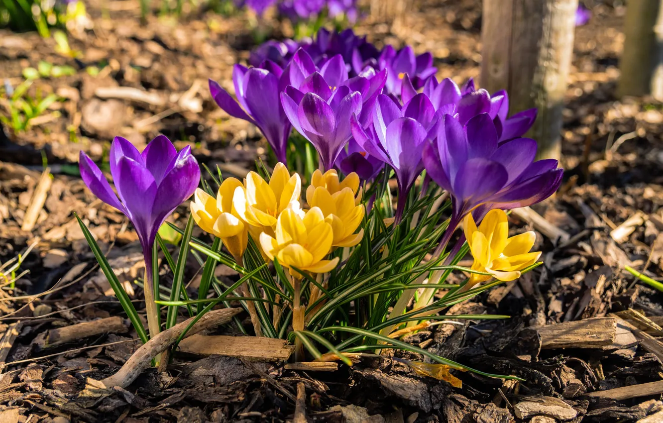 Photo wallpaper flowers, yellow, spring, crocuses, lilac, bokeh
