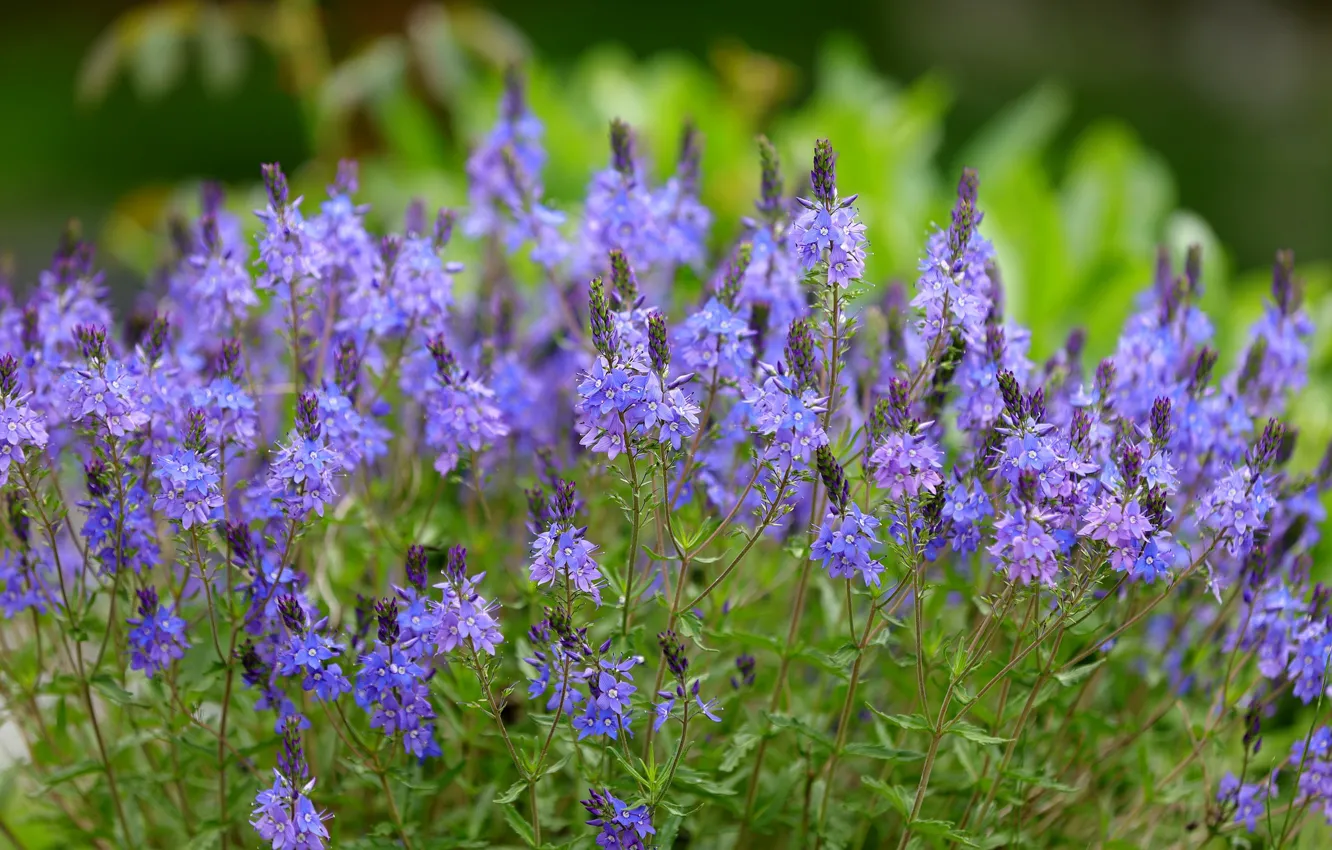 Photo wallpaper nature, Veronica, Veronica austriaca