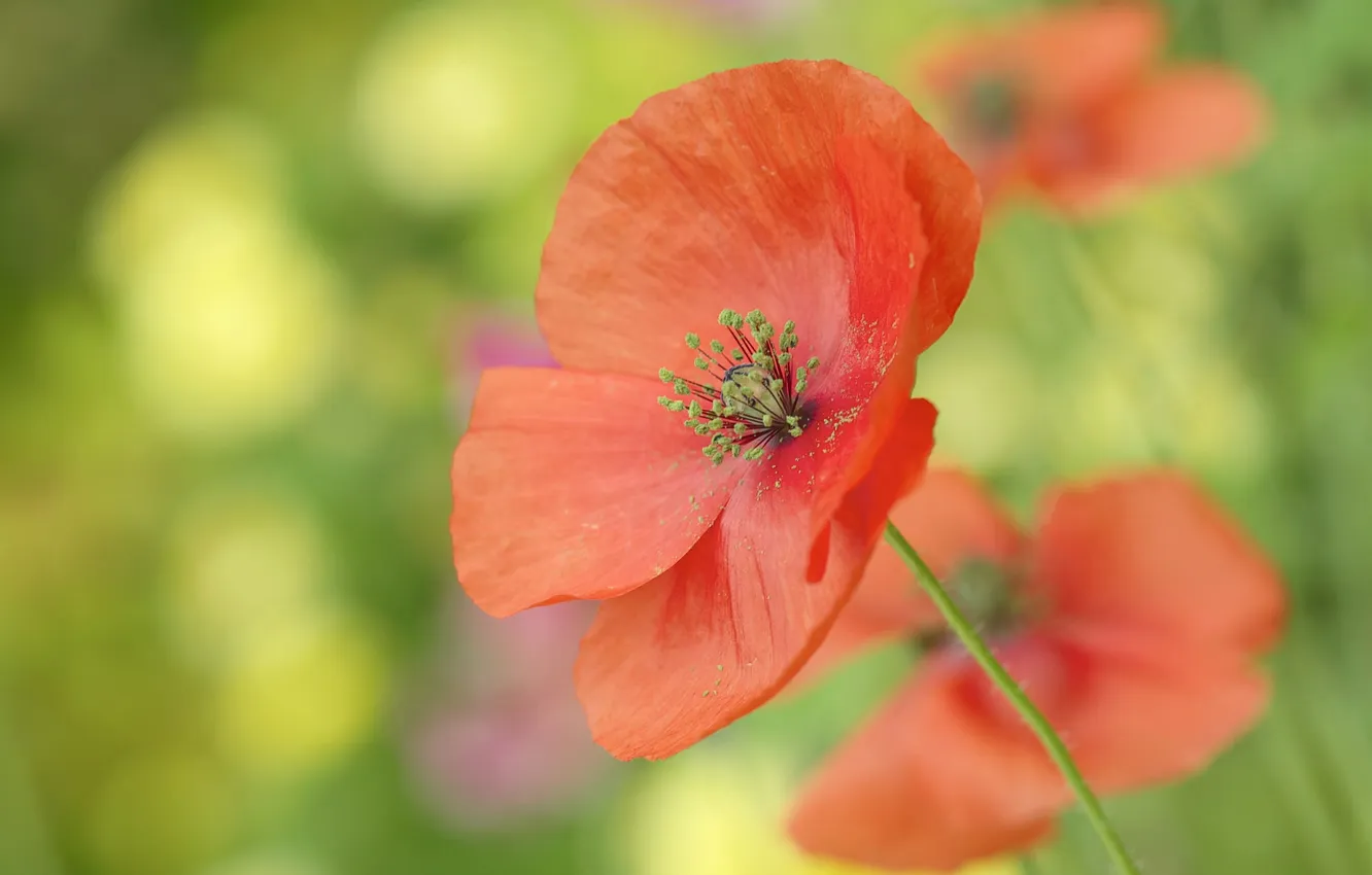 Photo wallpaper field, macro, Mac, petals, meadow