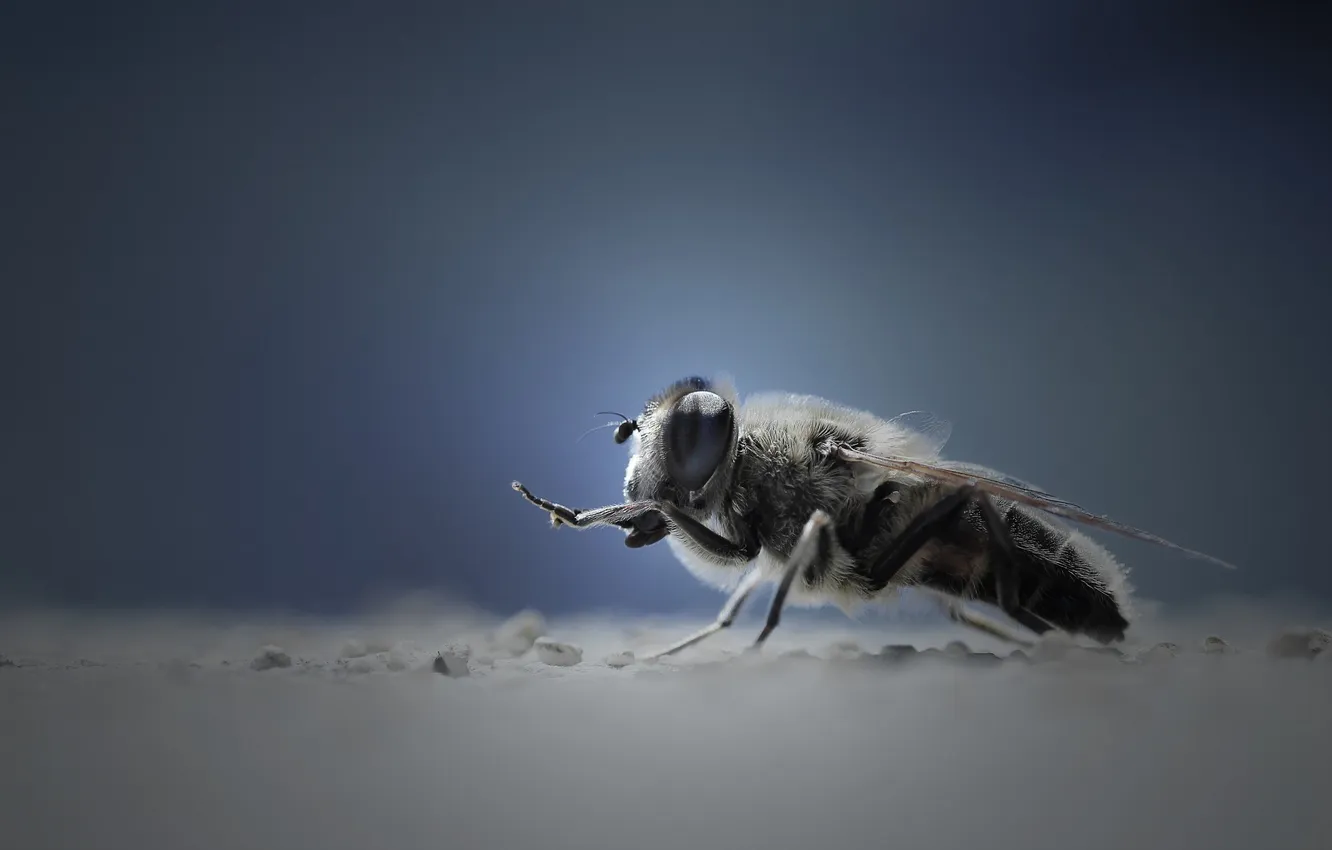 Photo wallpaper macro, fly, background