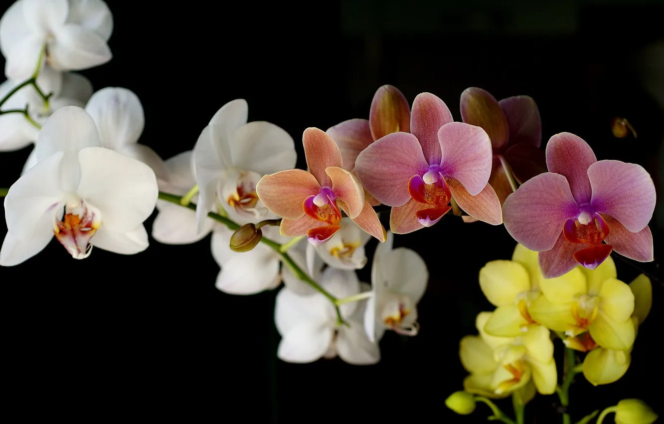 Photo wallpaper flowers, nature, bouquet, gentle, beautiful, Orchid