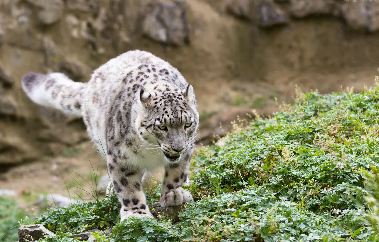 Photo wallpaper cat, grass, IRBIS, snow leopard