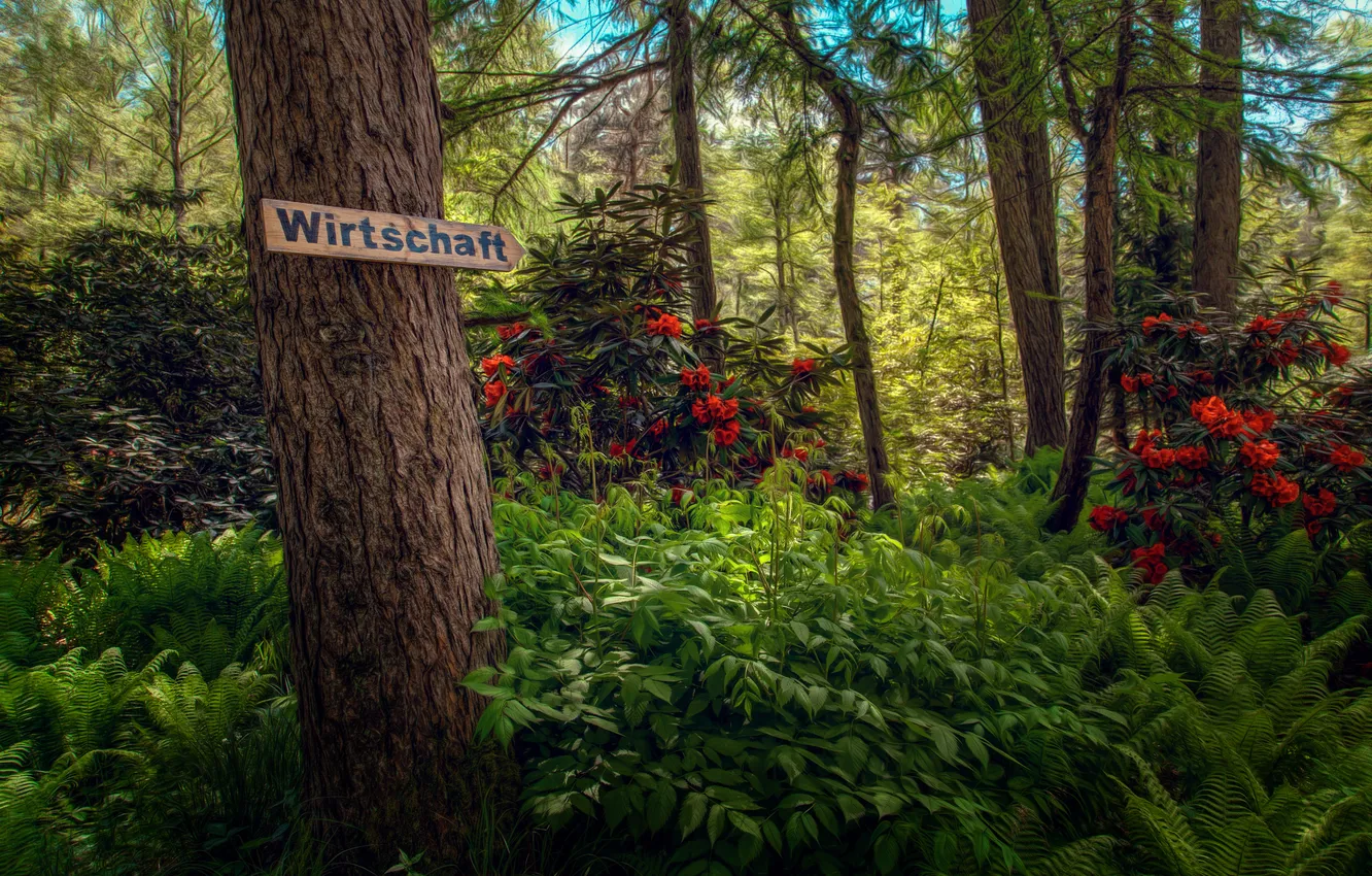 Photo wallpaper flowers, index, Economy