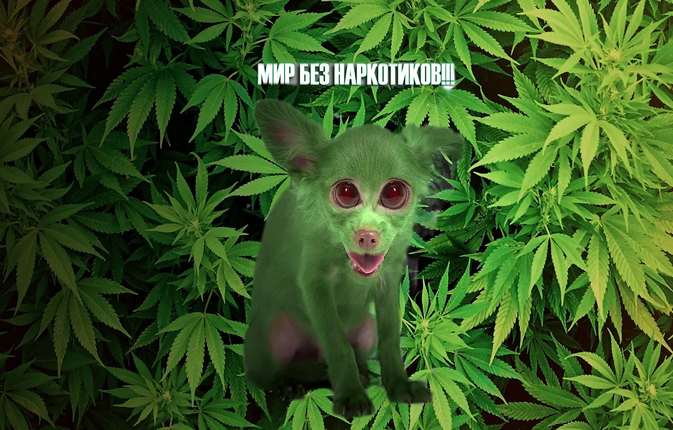 Photo wallpaper greens, grass, eyes, look, dog, Background, hemp, marijuana
