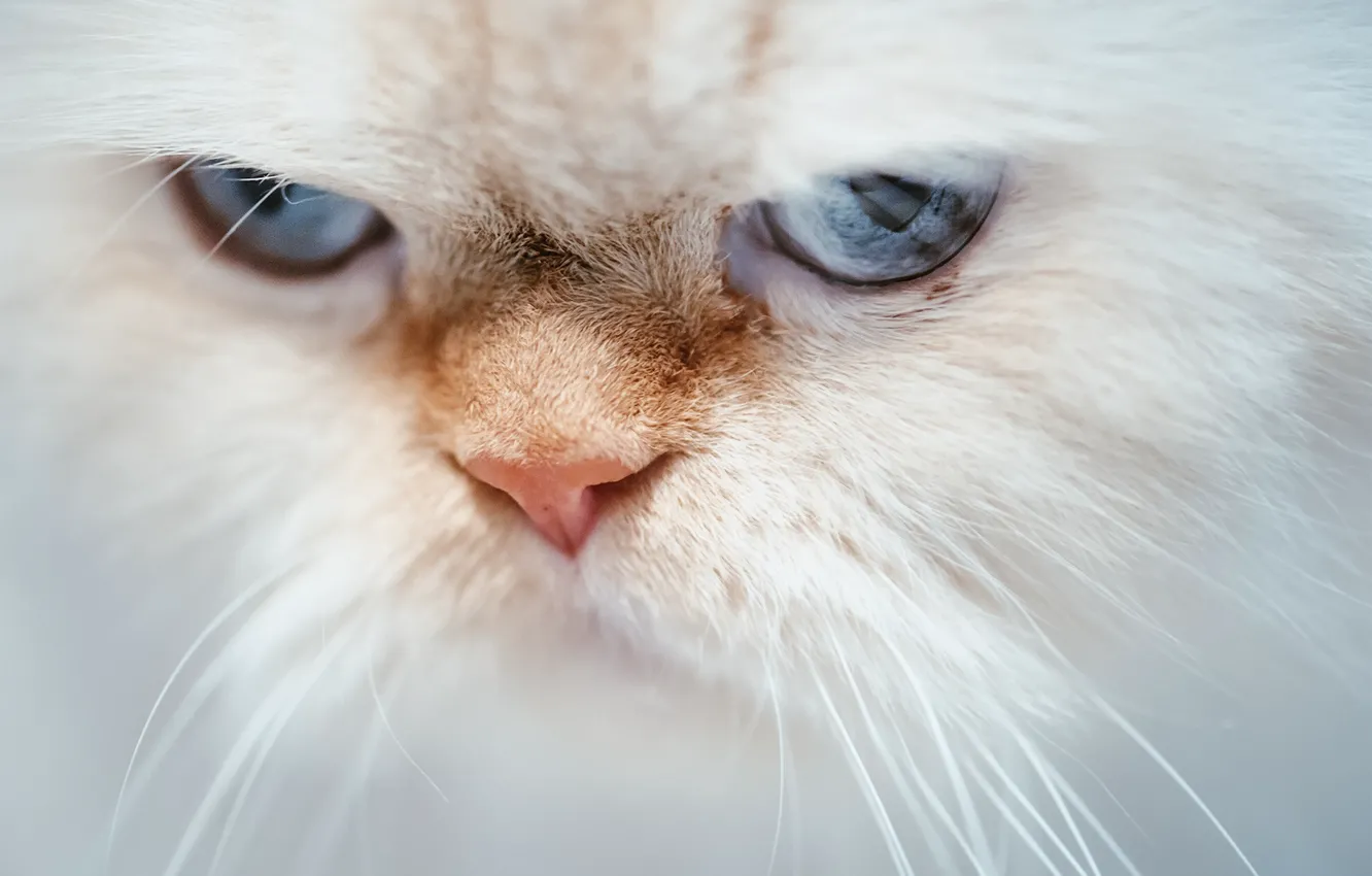 Photo wallpaper cat, cat, look, muzzle, blue eyes, Himalayan cat