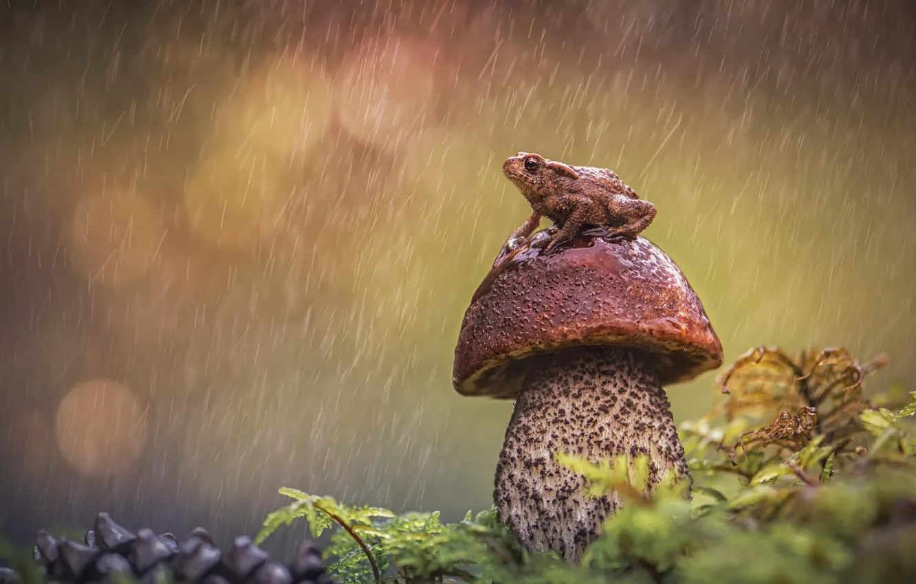Photo wallpaper drops, rain, mushrooms, frog, boletus, hat, toad, bumps