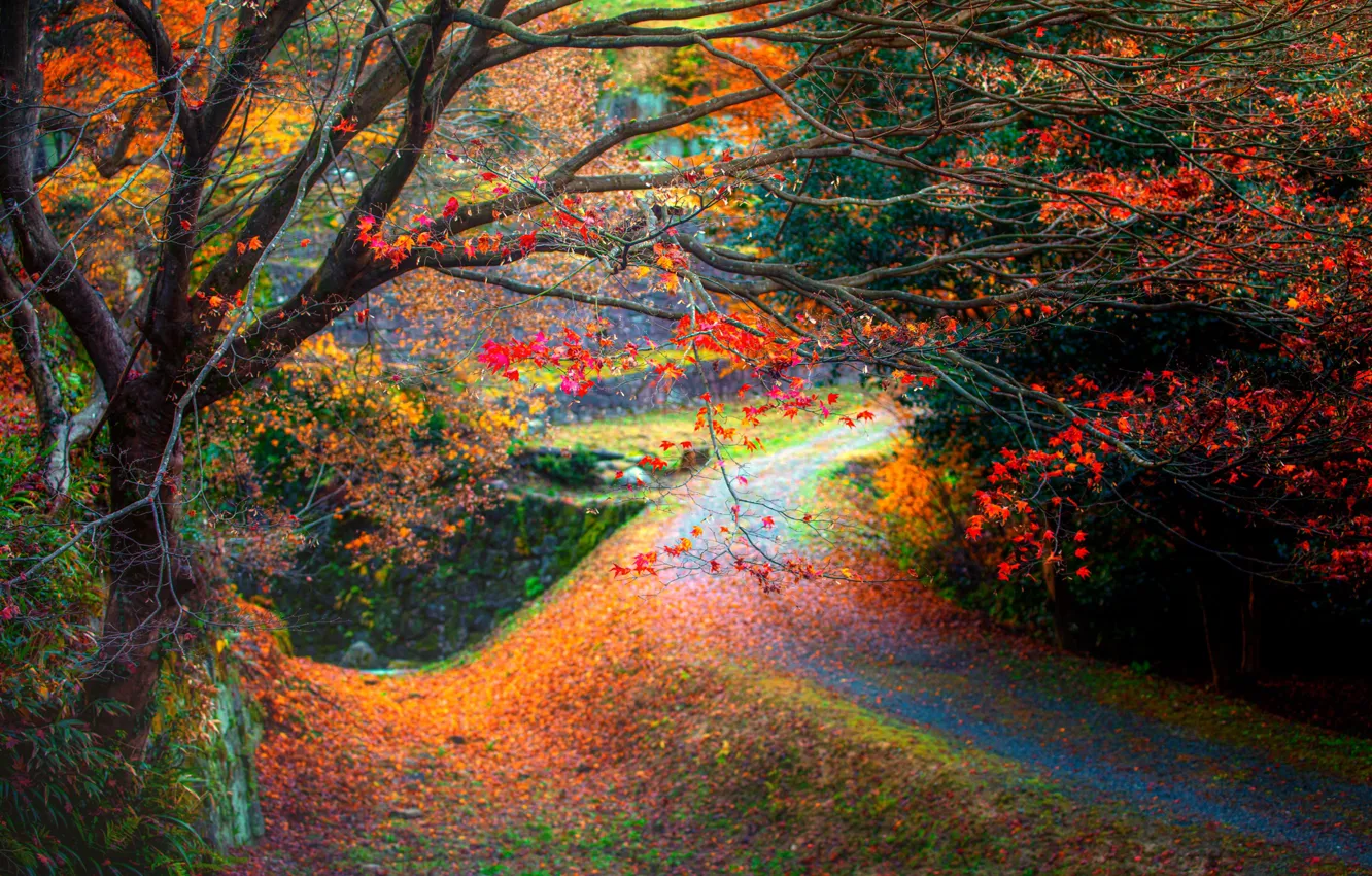 Photo wallpaper autumn, trees, landscape, branches, nature, Park, Japan, add - ons