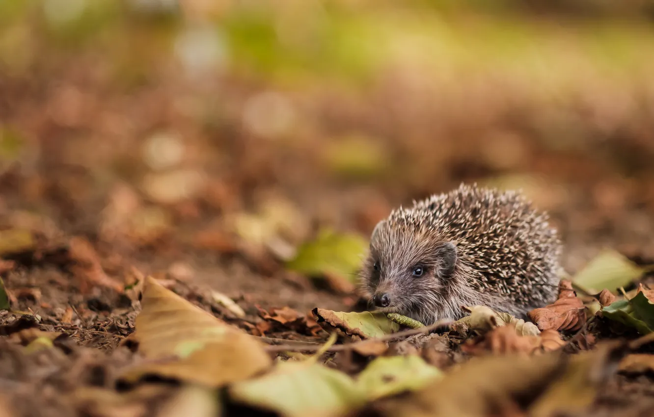 Photo wallpaper look, hedgehog, bokeh, autumn leaves