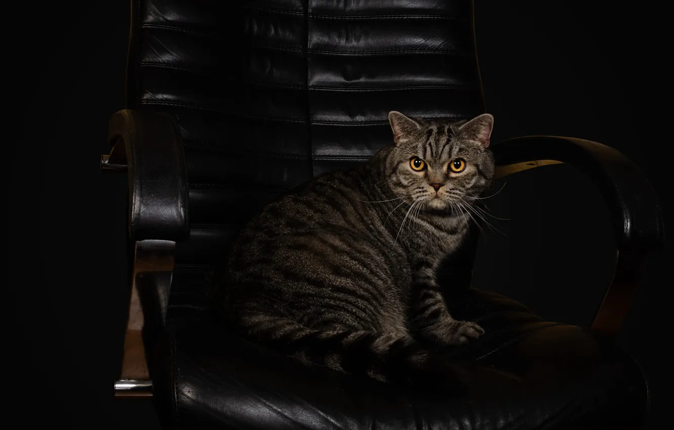 Photo wallpaper cat, cat, look, pose, the dark background, grey, chair, leather