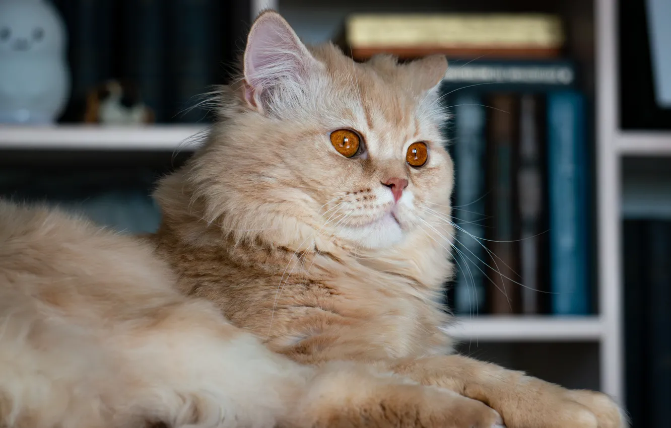 Photo wallpaper cat, cat, look, pose, portrait, lies, book, red