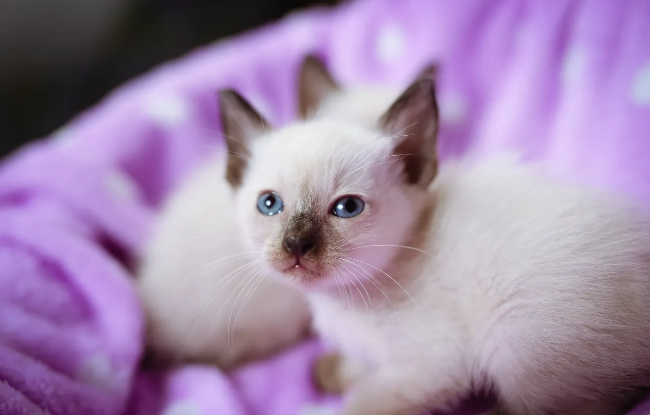 Photo wallpaper kittens, kitty, blue eyes